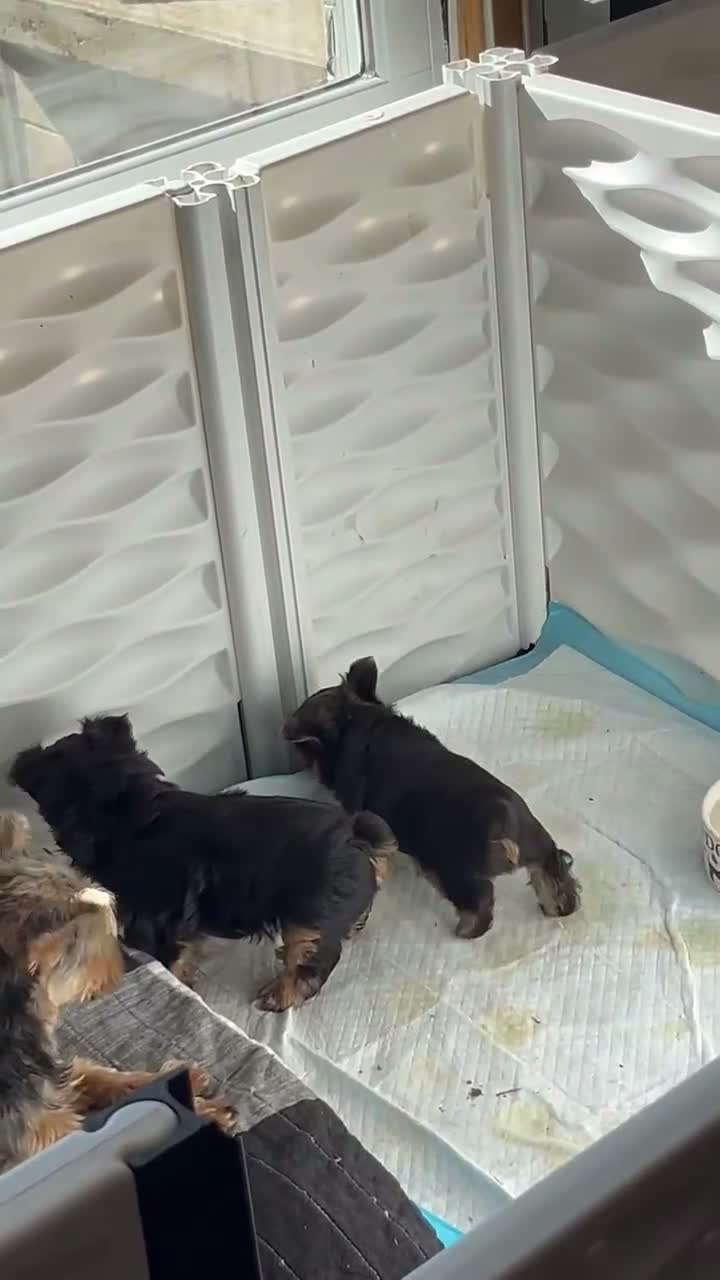 Yorkshire Terrier dogs for sale: Yorkshire Terrier 1 - Video 1