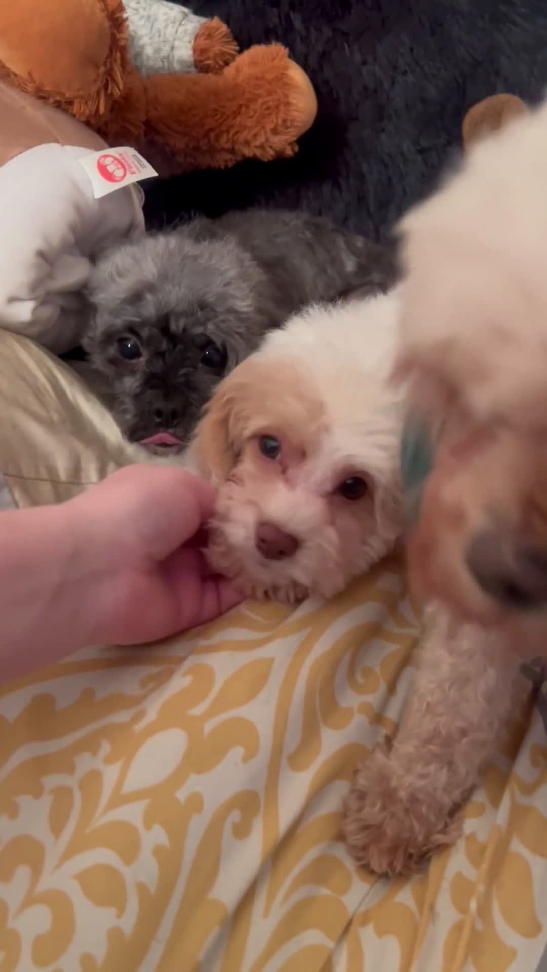 Cavapoo dogs for sale: Olaf - Video 2