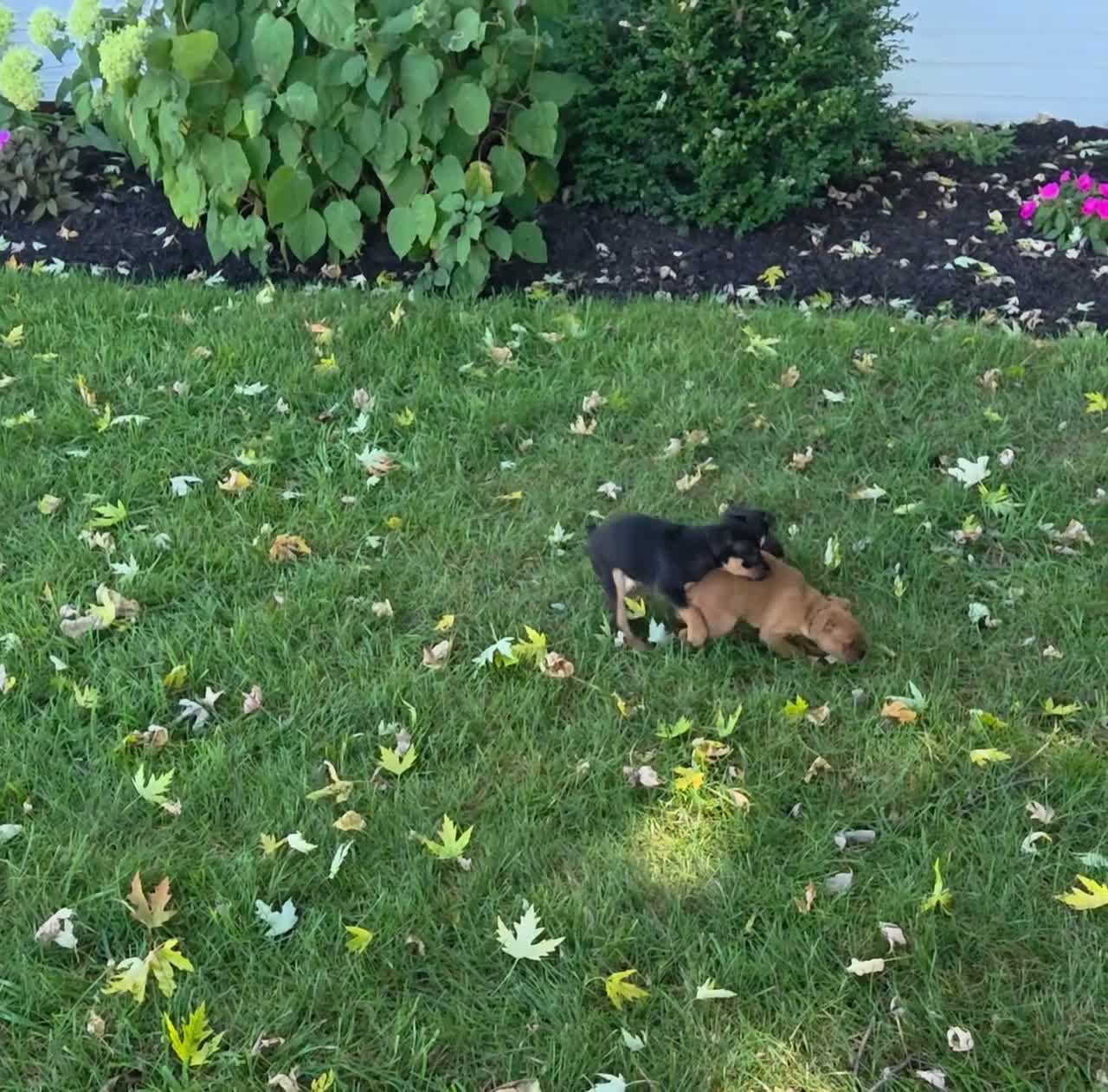 Miniature Pinscher dogs for sale: Daisy - Video 1