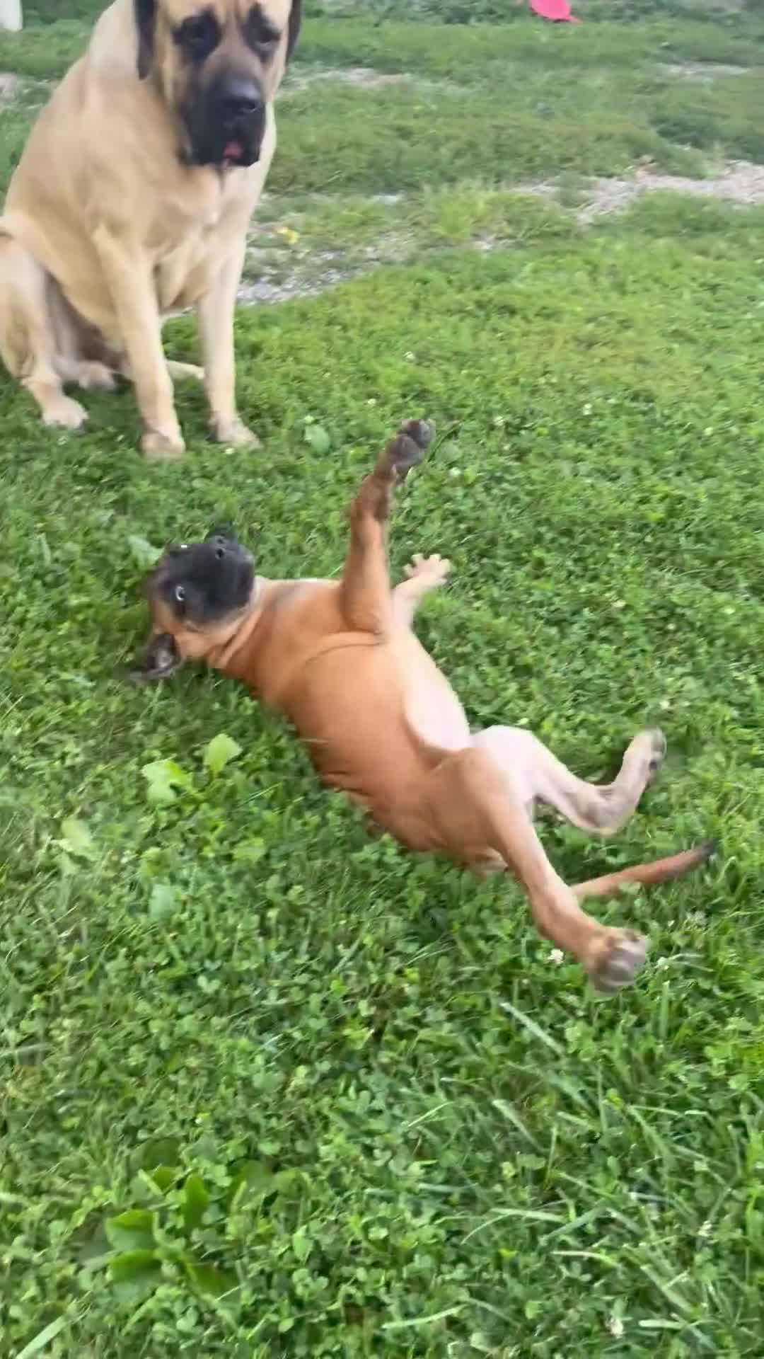 English Mastiff dogs for sale: Big Girl - Video 1