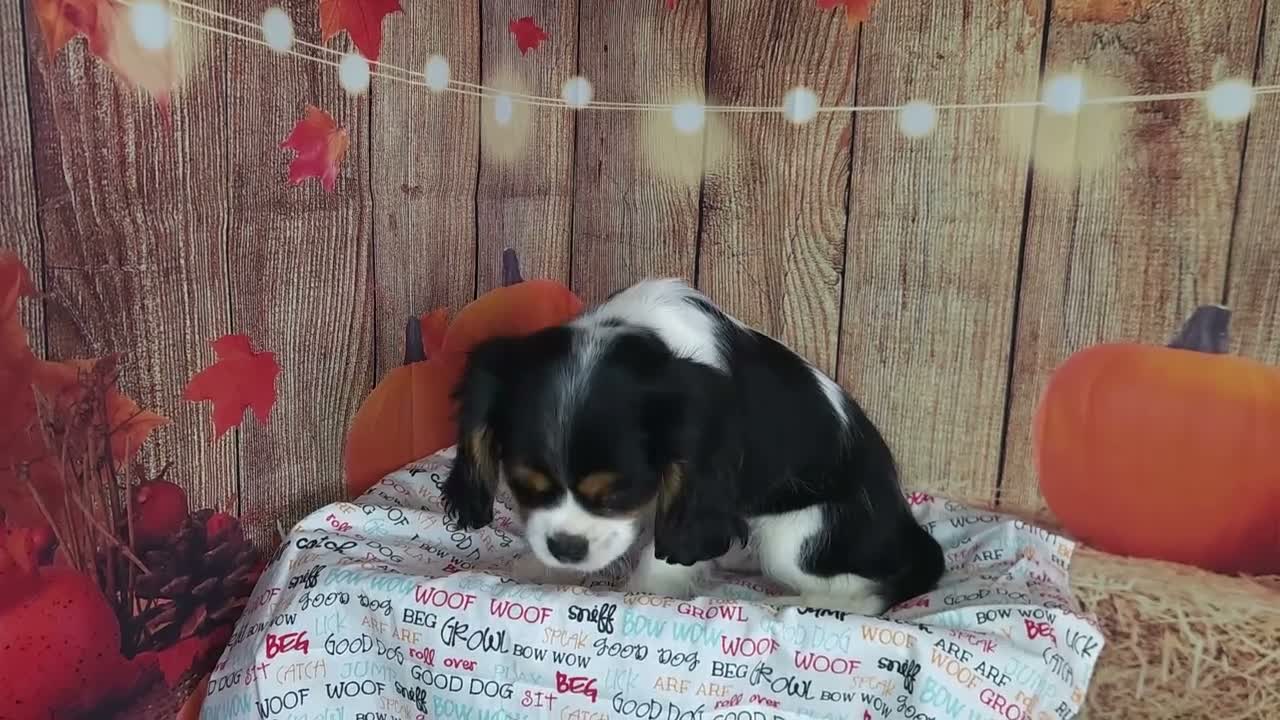 Cavalier King Charles Spaniel dogs for sale: Zoro - Video 1