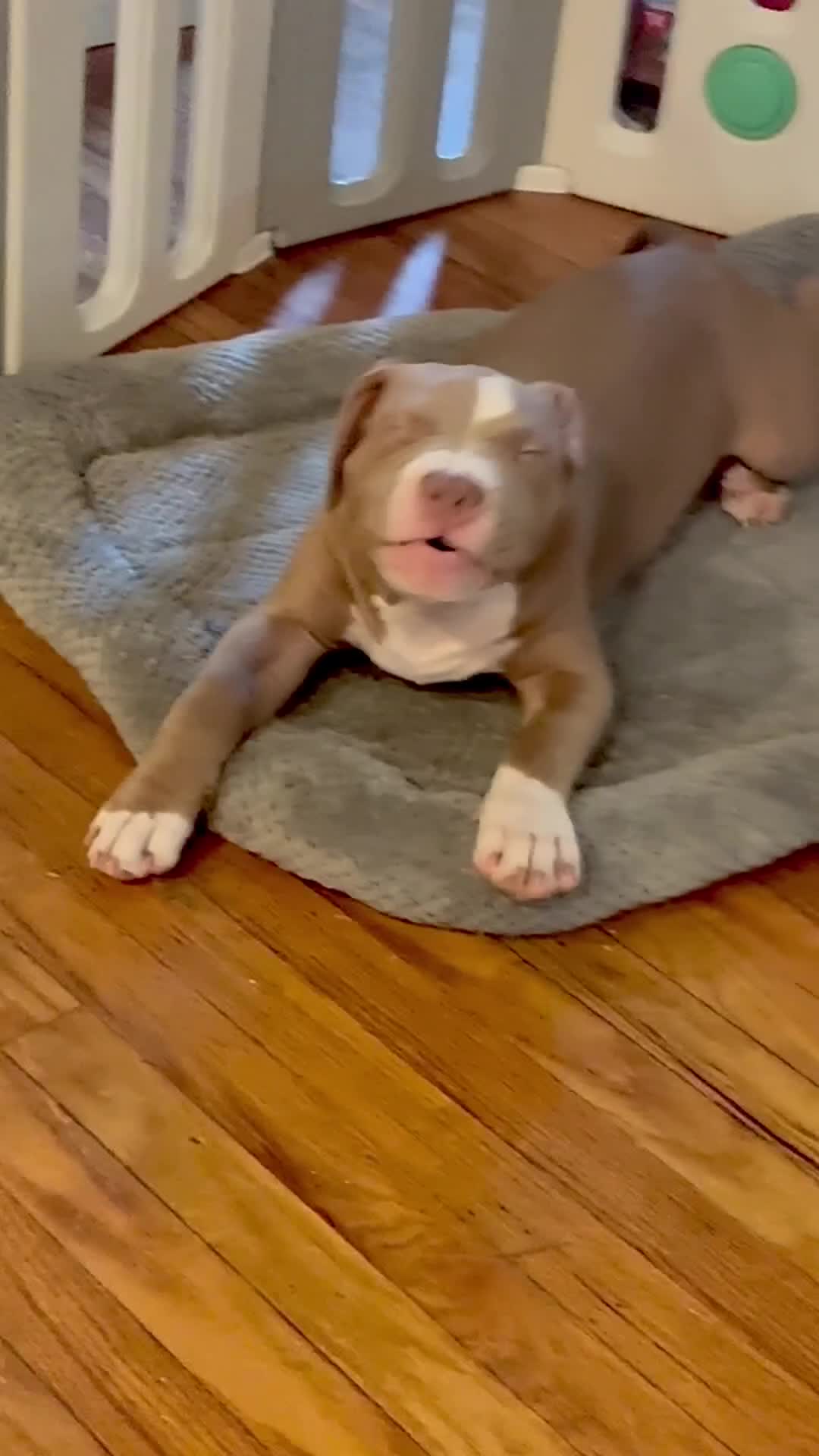 American Bully dogs for sale: Wrinks - Video 1