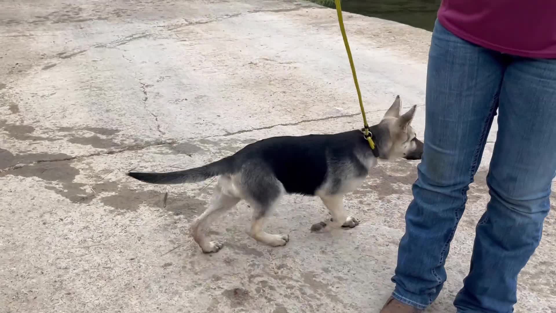 German Shepherd dogs for sale: Sandy - Video 1