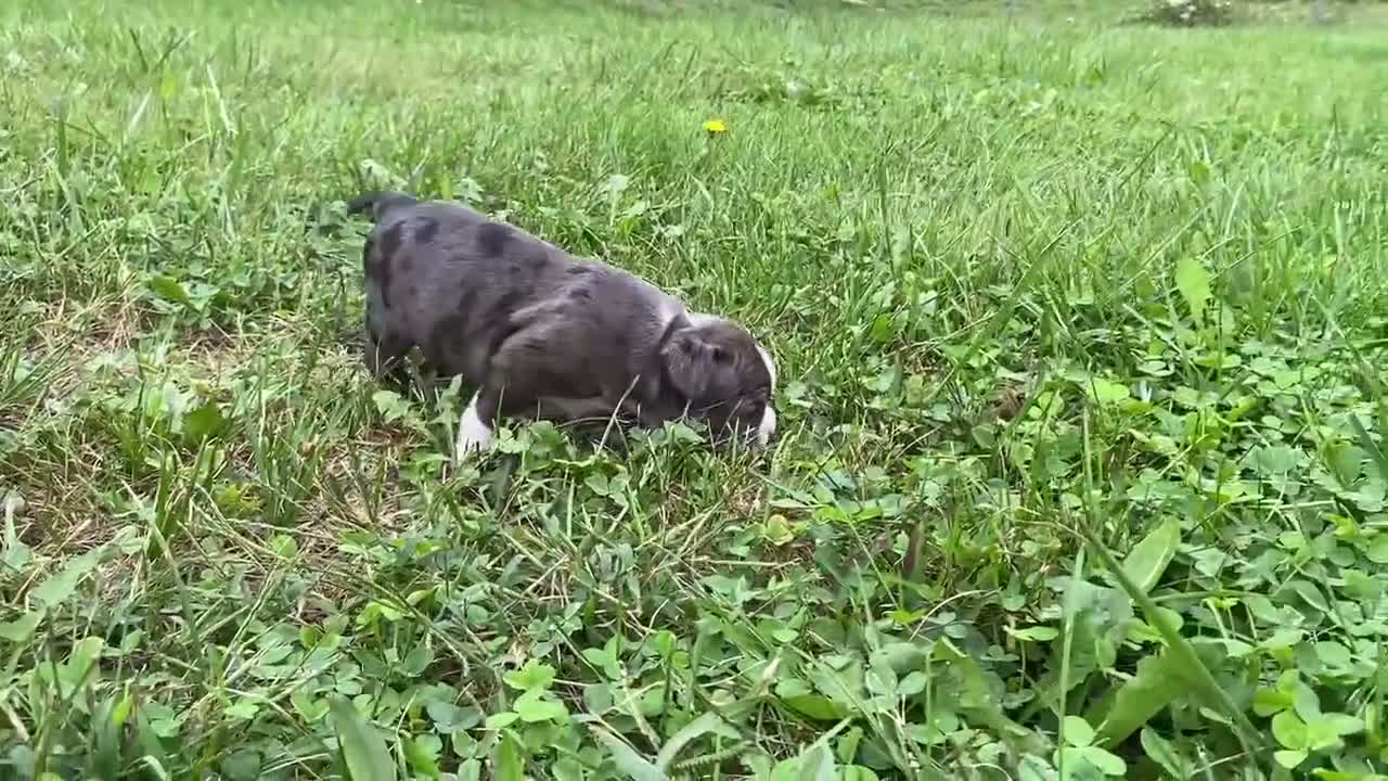 Boston Terrier dogs for sale: Gem - Video 2
