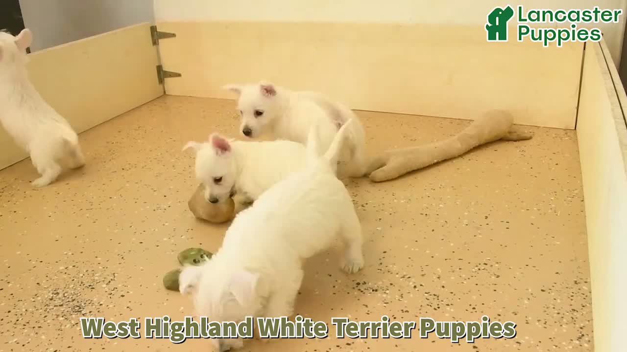 West Highland Terrier dogs for sale: Nate - Video 1