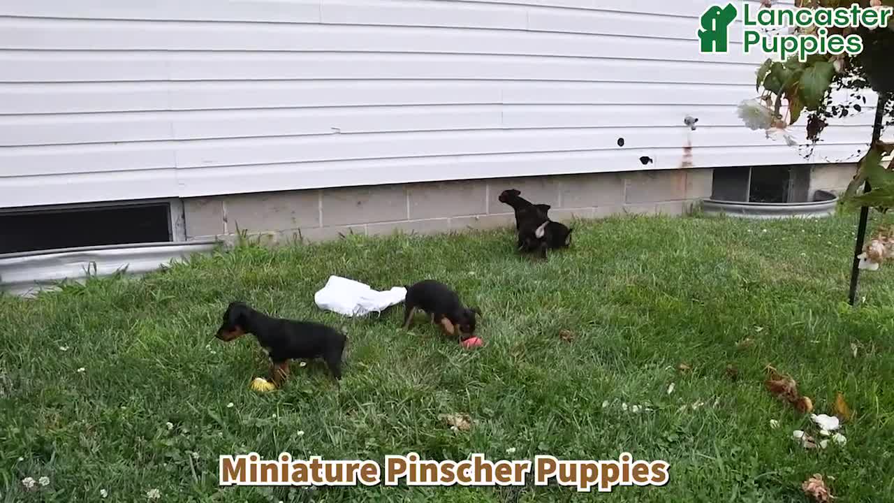 Miniature Pinscher dogs for sale: Jace - Video 1