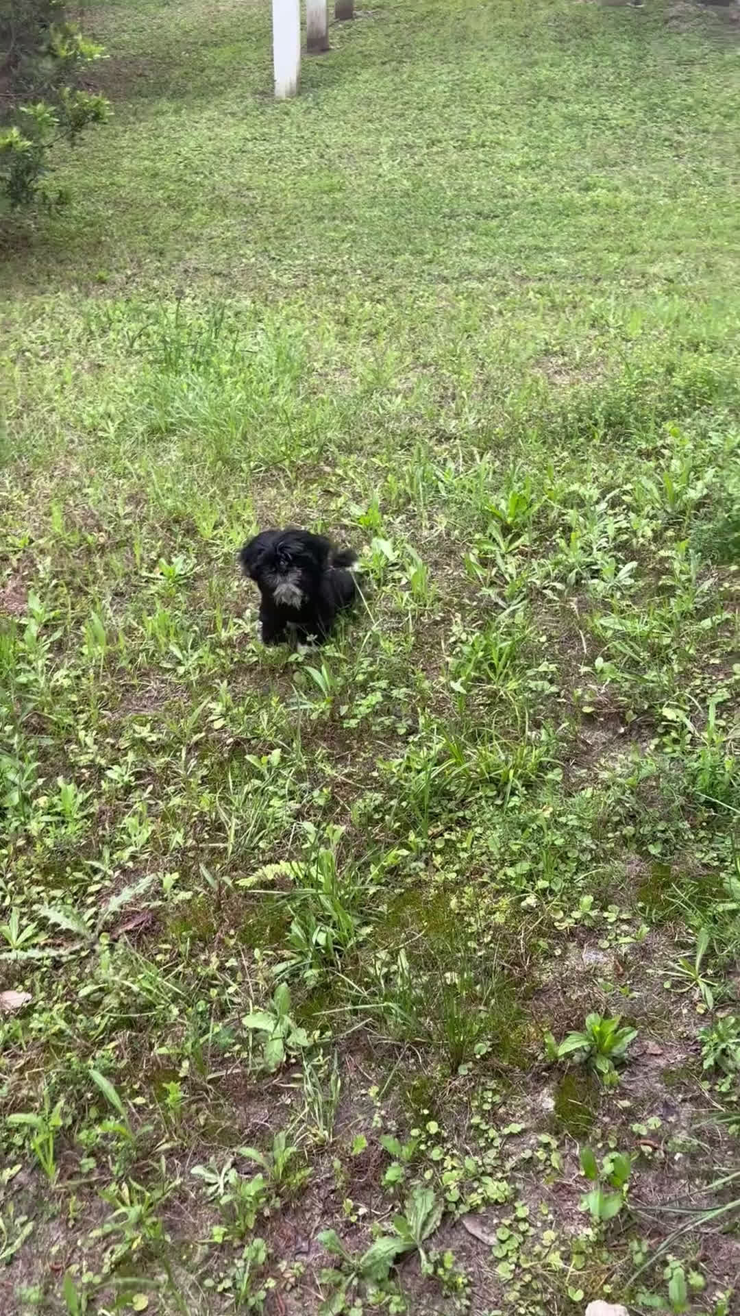 Mixed Breed dogs for sale: Mixed Breed Puppy 1 - Video 1