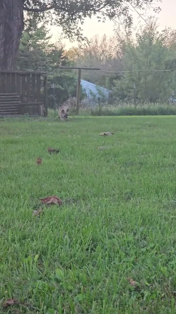 French Bulldog dogs for sale: Meadow - Video 1