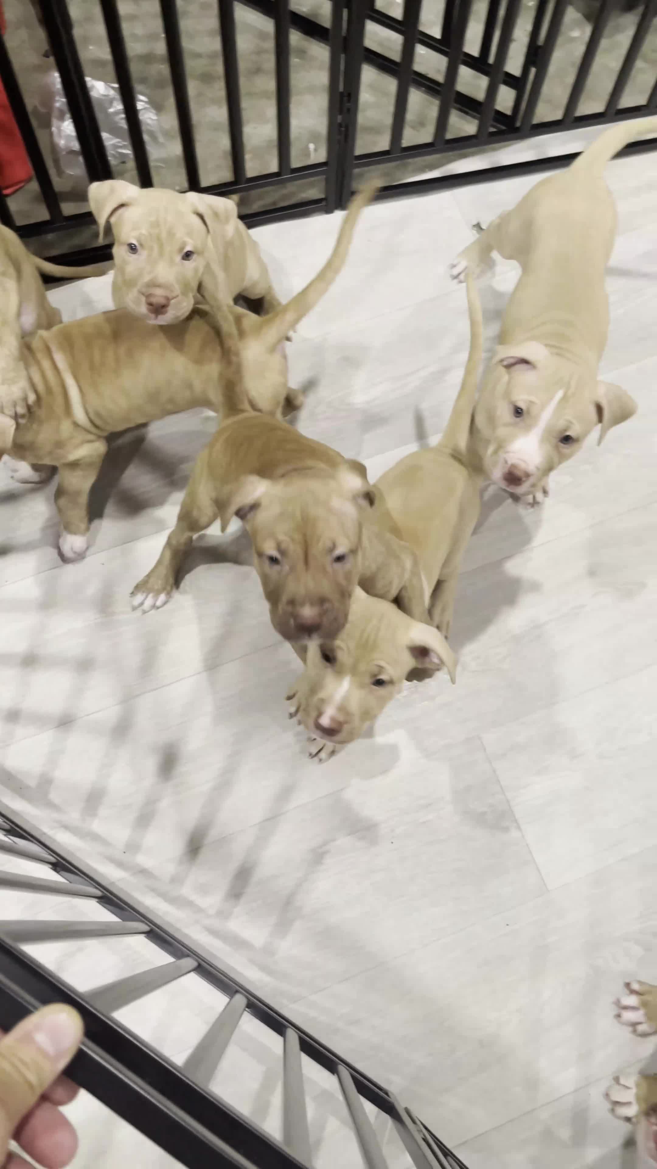 American Pit Bull Terrier dogs for sale: Dollar (UKC and ADBA) - Video 2