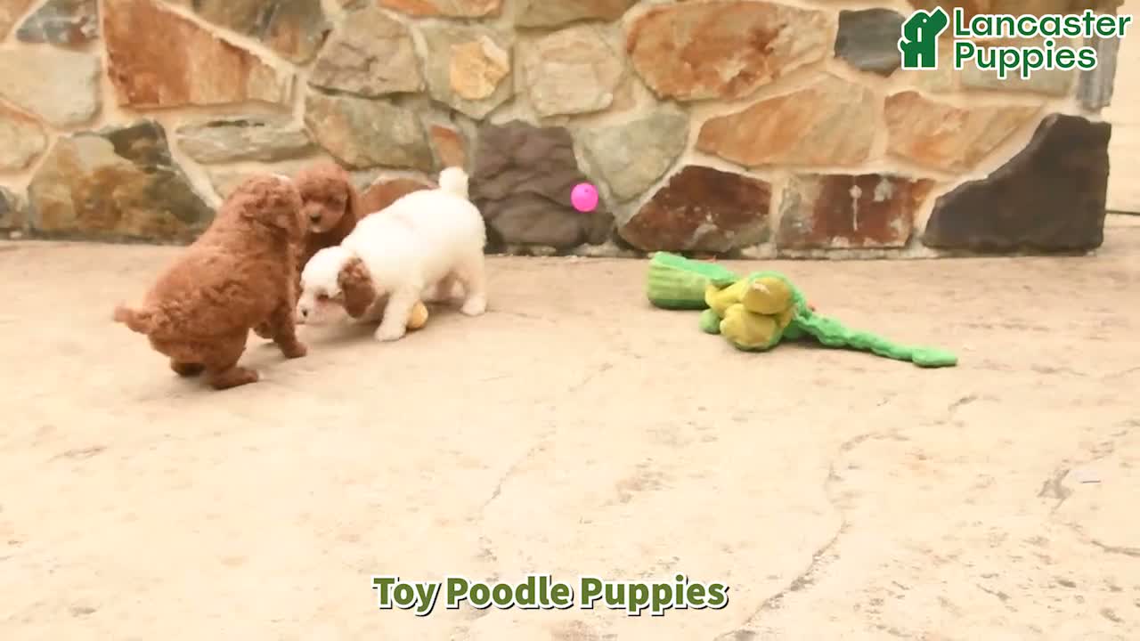 Toy Poodle dogs for sale: Sunshine - Video 1