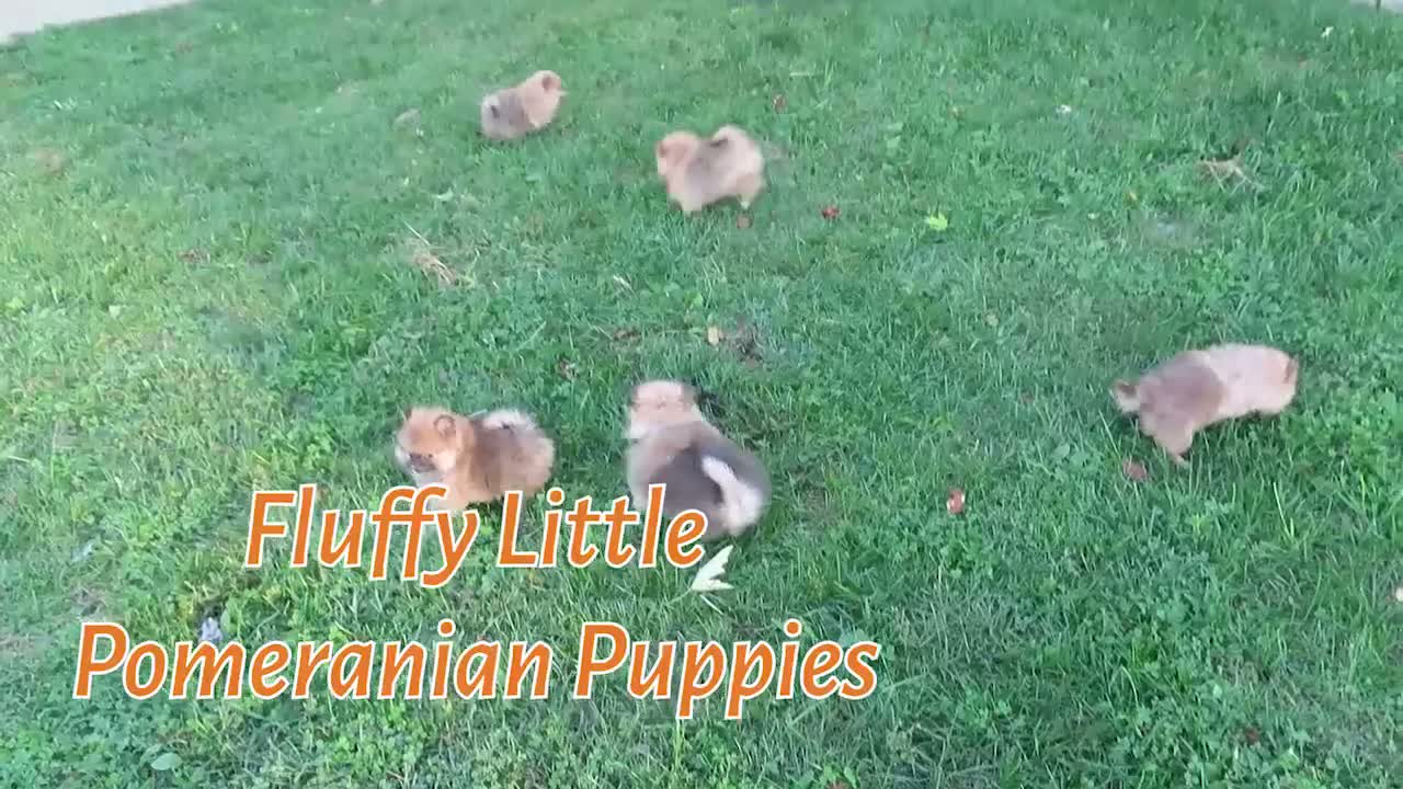 Pomeranian dogs for sale: 🐾 Meet Rolo — A Bouncy Little Ball of Fluff! 🐾 - Video 1