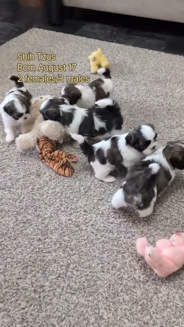 Shih Tzu dogs for sale: Kip - Video 3