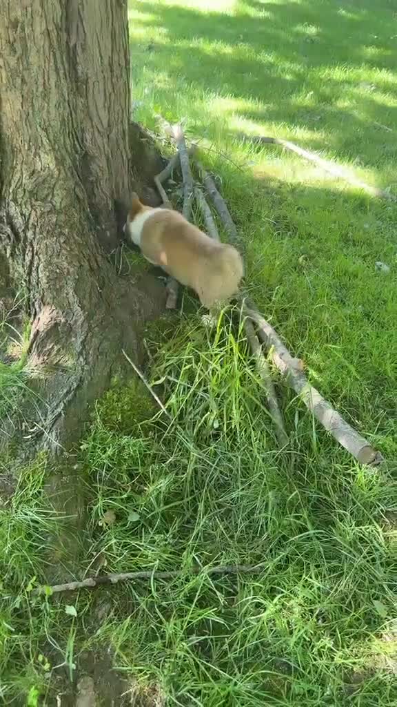 Welsh Corgi Pembroke dogs for sale: Teddy - Video 1