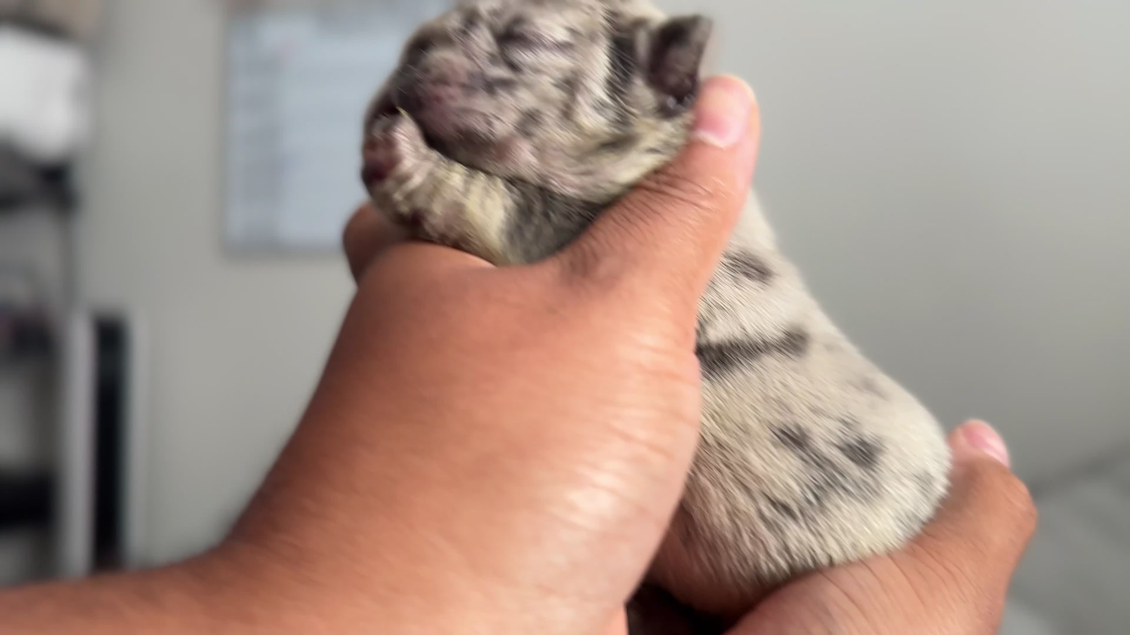 French Bulldog dogs for sale: Bee - Video 2
