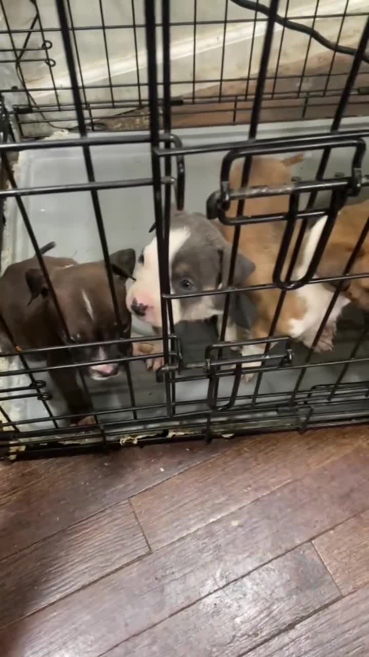 American Pit Bull Terrier dogs for sale: American Pit Bull Terrier 1 - Video 1