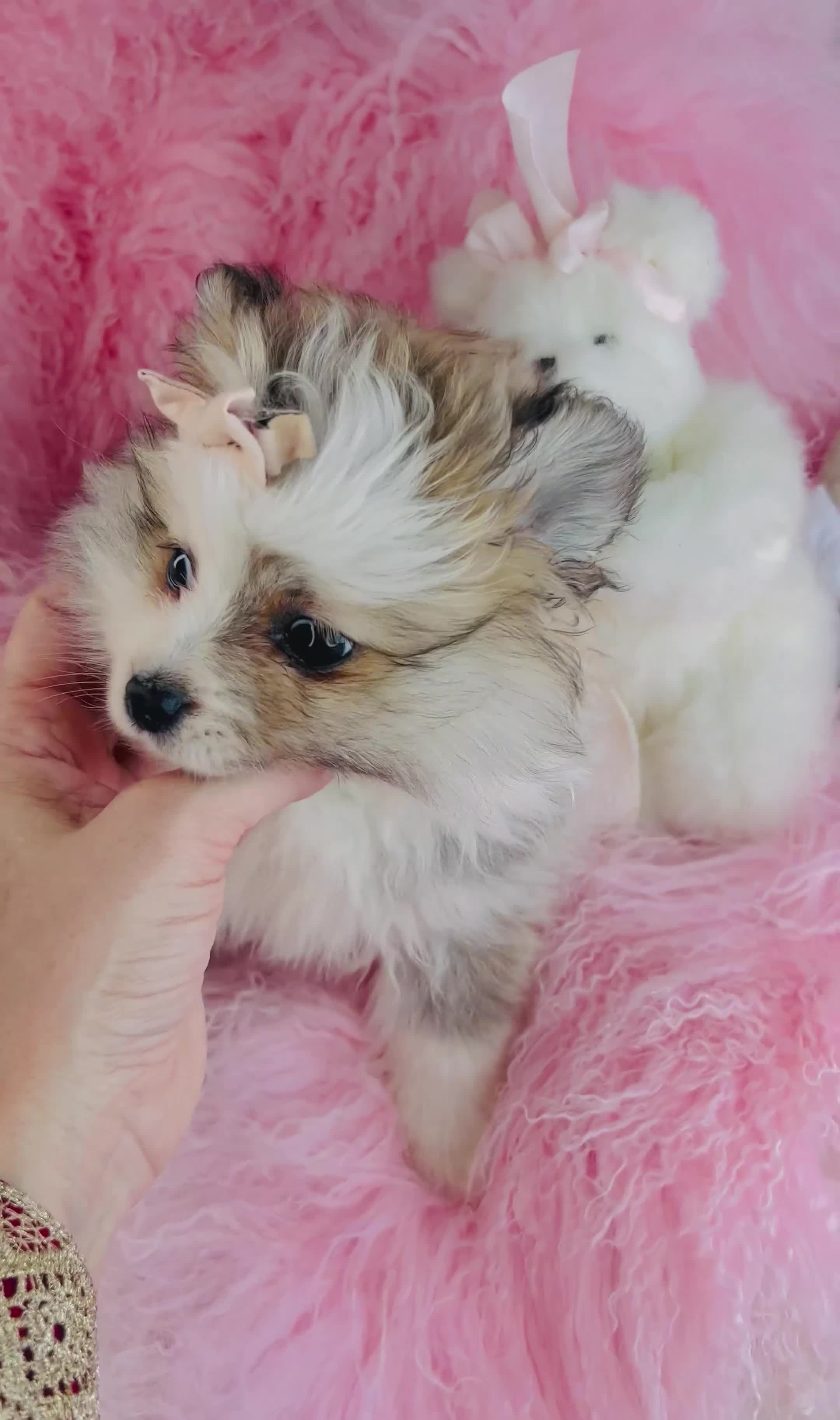 Pomeranian dogs for sale: Pomeranian Puppy 2 - Video 2