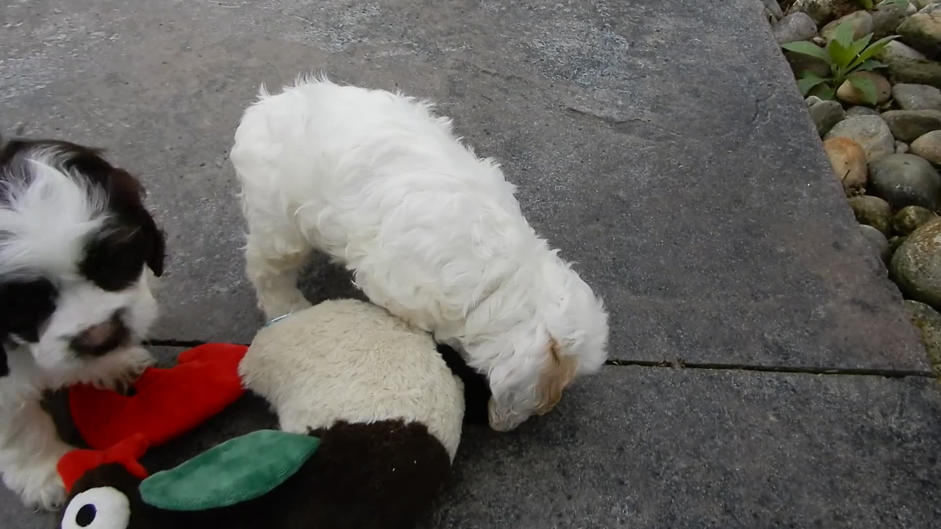 Cockapoo dogs for sale: Lucky - Video 1