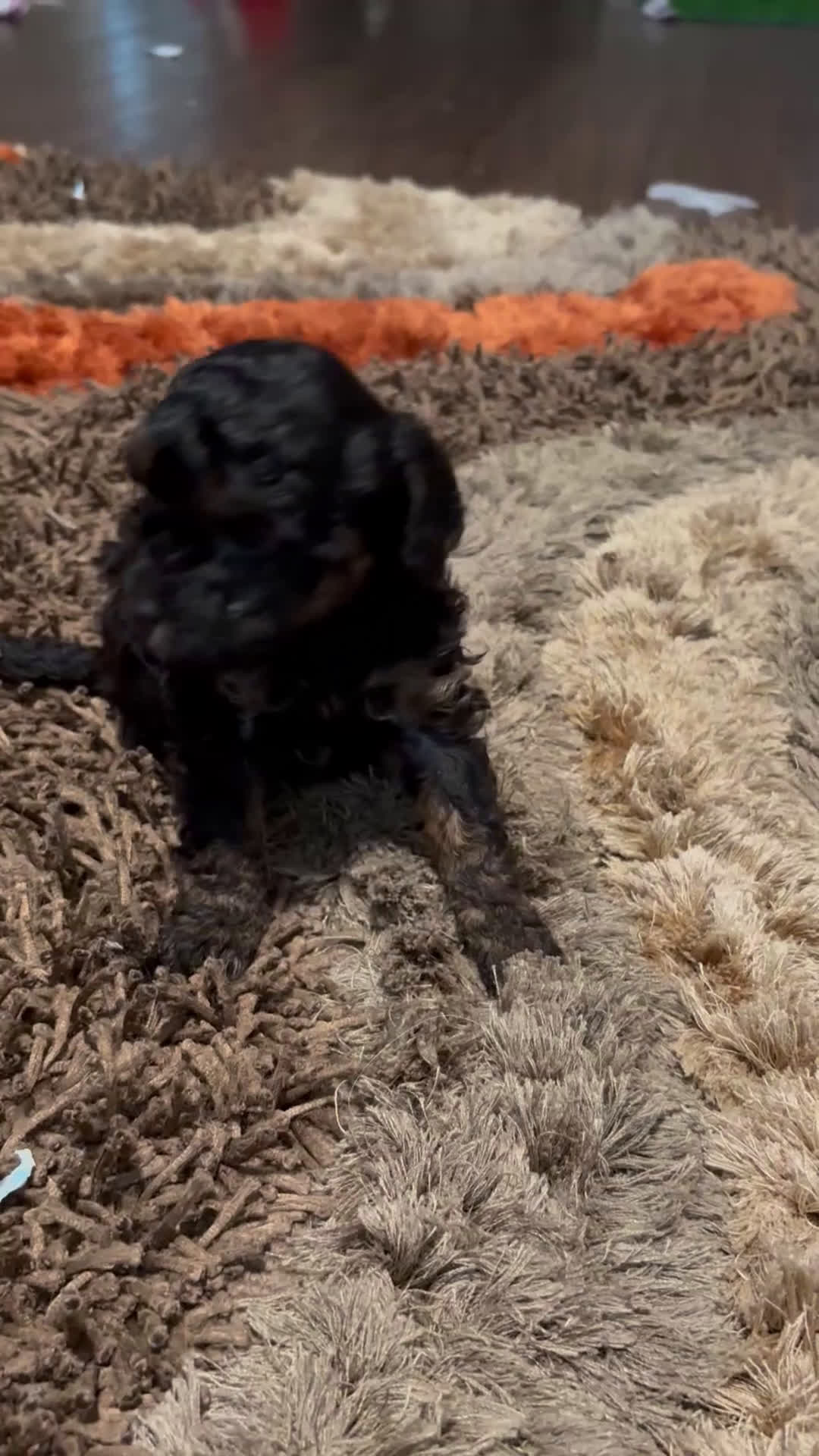 Maltipoo dogs for sale: Maltipoo Puppy 2 - Video 1