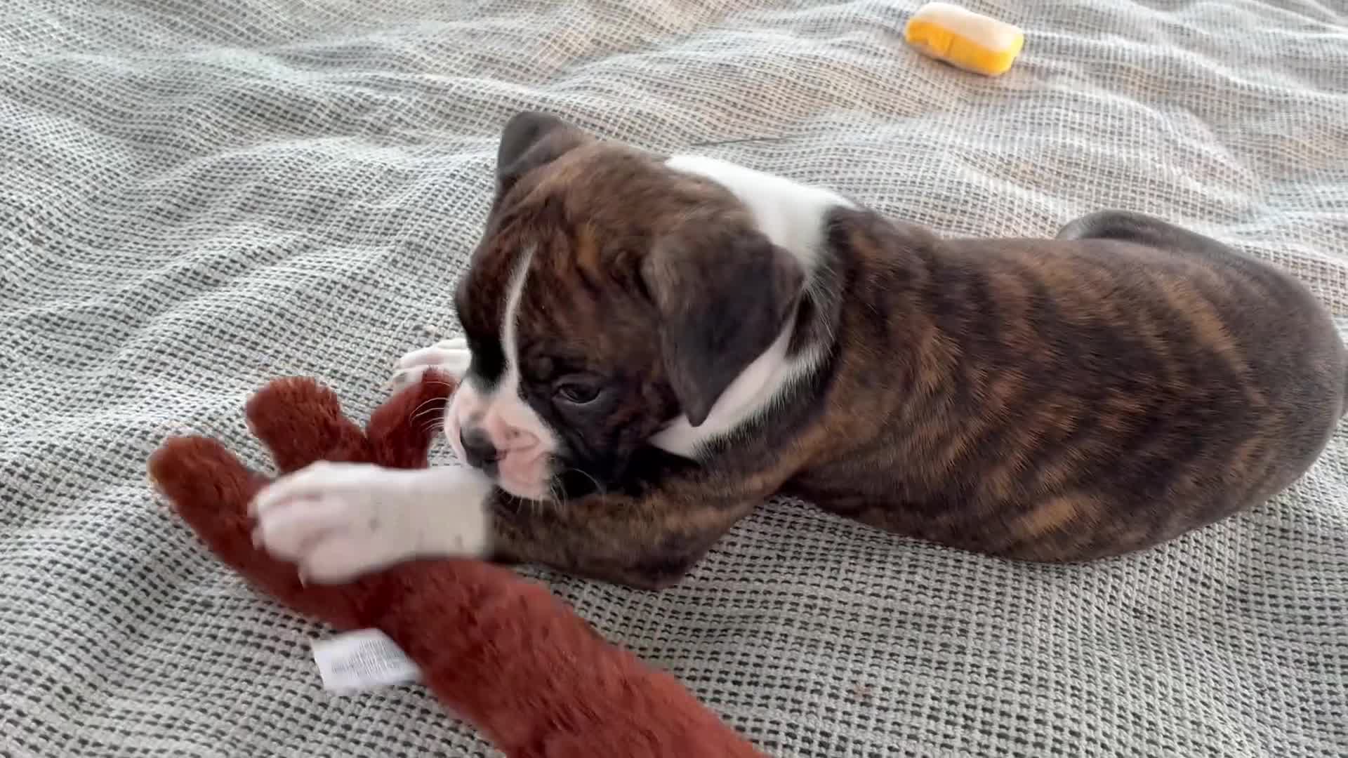 Boxer dogs for sale: Cody - Video 1