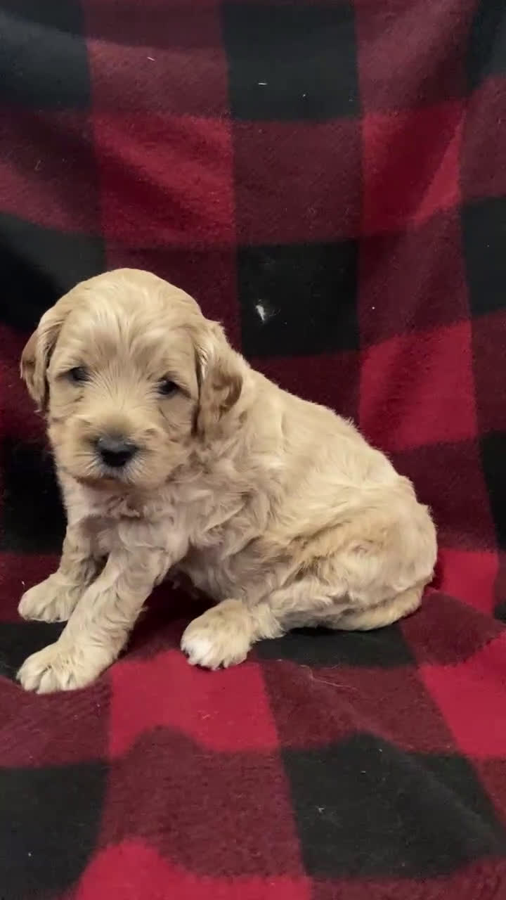 Labradoodle dogs for sale: Puppy - Video 4