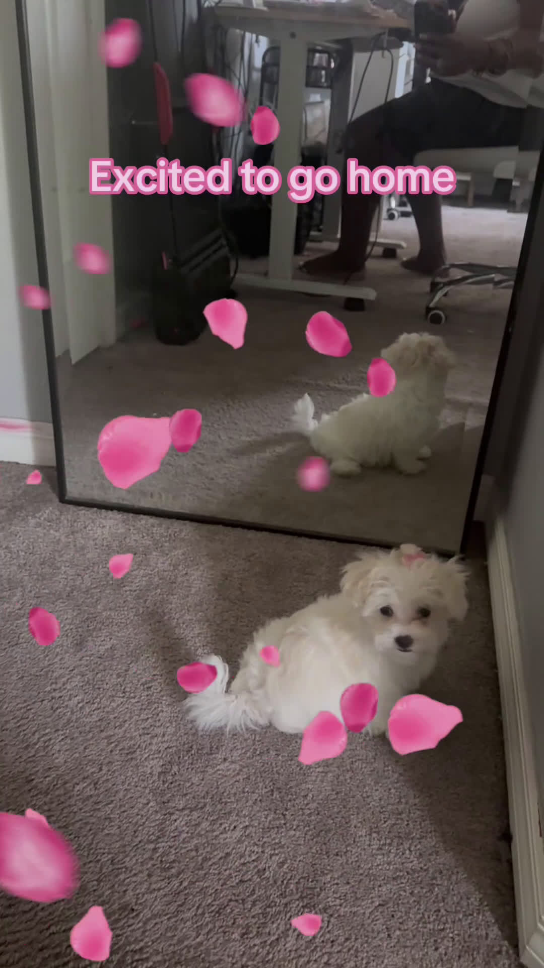 Maltese dogs for sale: Maltese Puppy 2 - Video 1