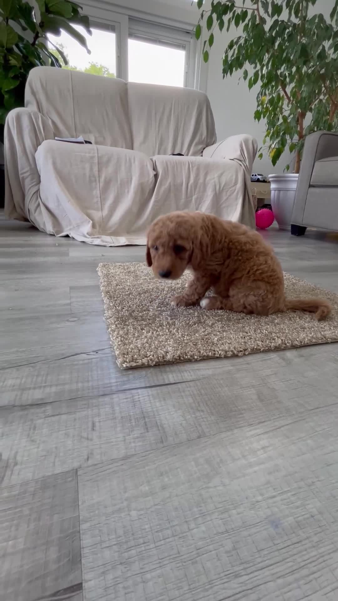 Mini Goldendoodle dogs for sale: Chief  - Video 1