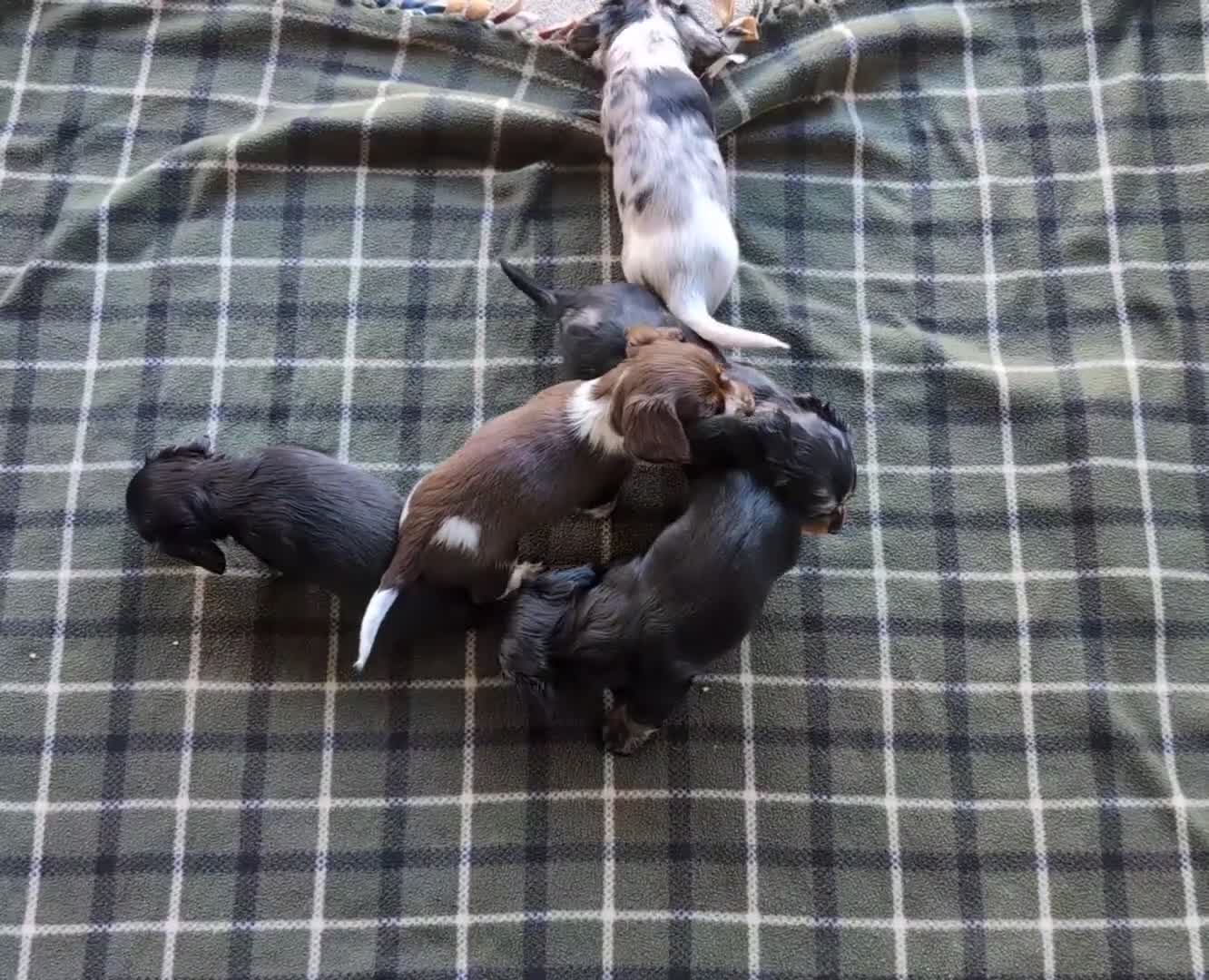 Dachshund dogs for sale: Travis  - Video 1