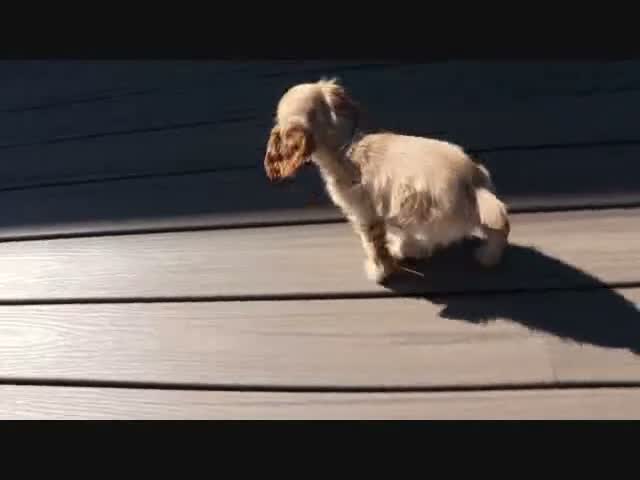 Cocker Spaniel dogs for sale: Ember - Video 1