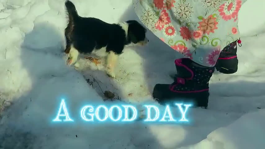 Corgipoo dogs for sale: Corgipoo Puppy  - Video 2