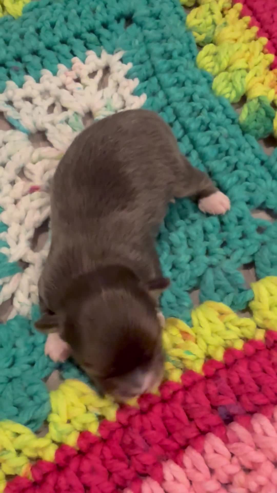 Chihuahua dogs for sale: Chihuahua 1 - Video 1