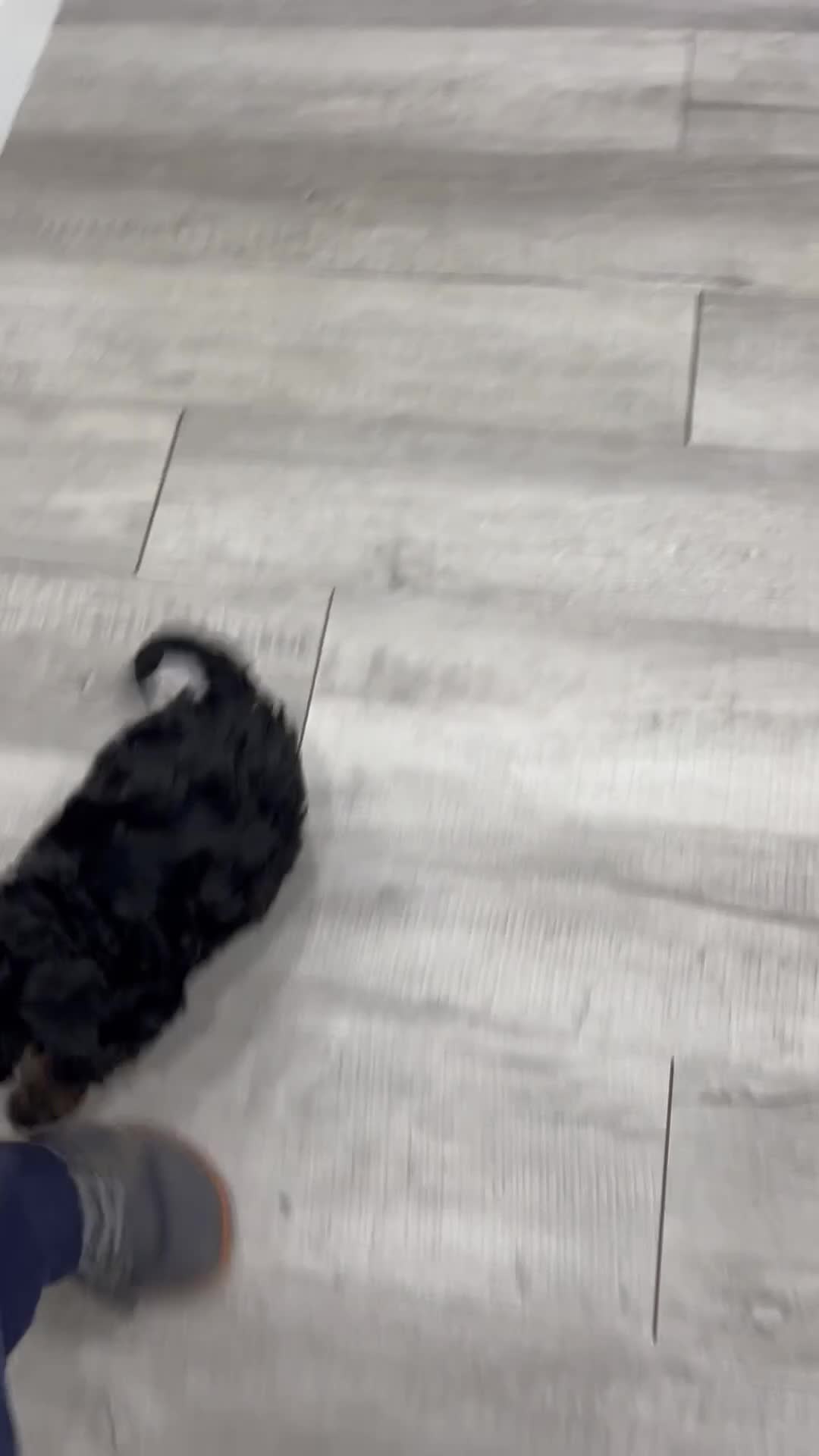 Mixed Breed dogs for sale: Chad - Video 1