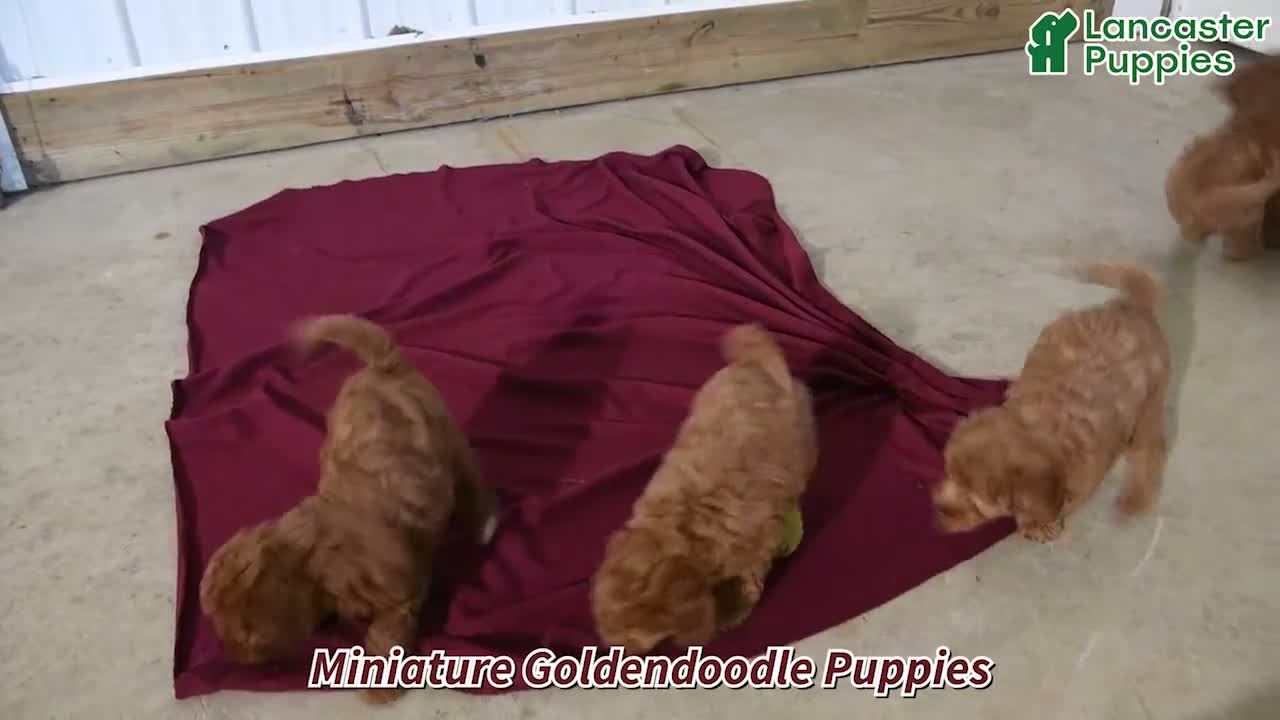 Mini Goldendoodle dogs for sale: Mindy - Video 1