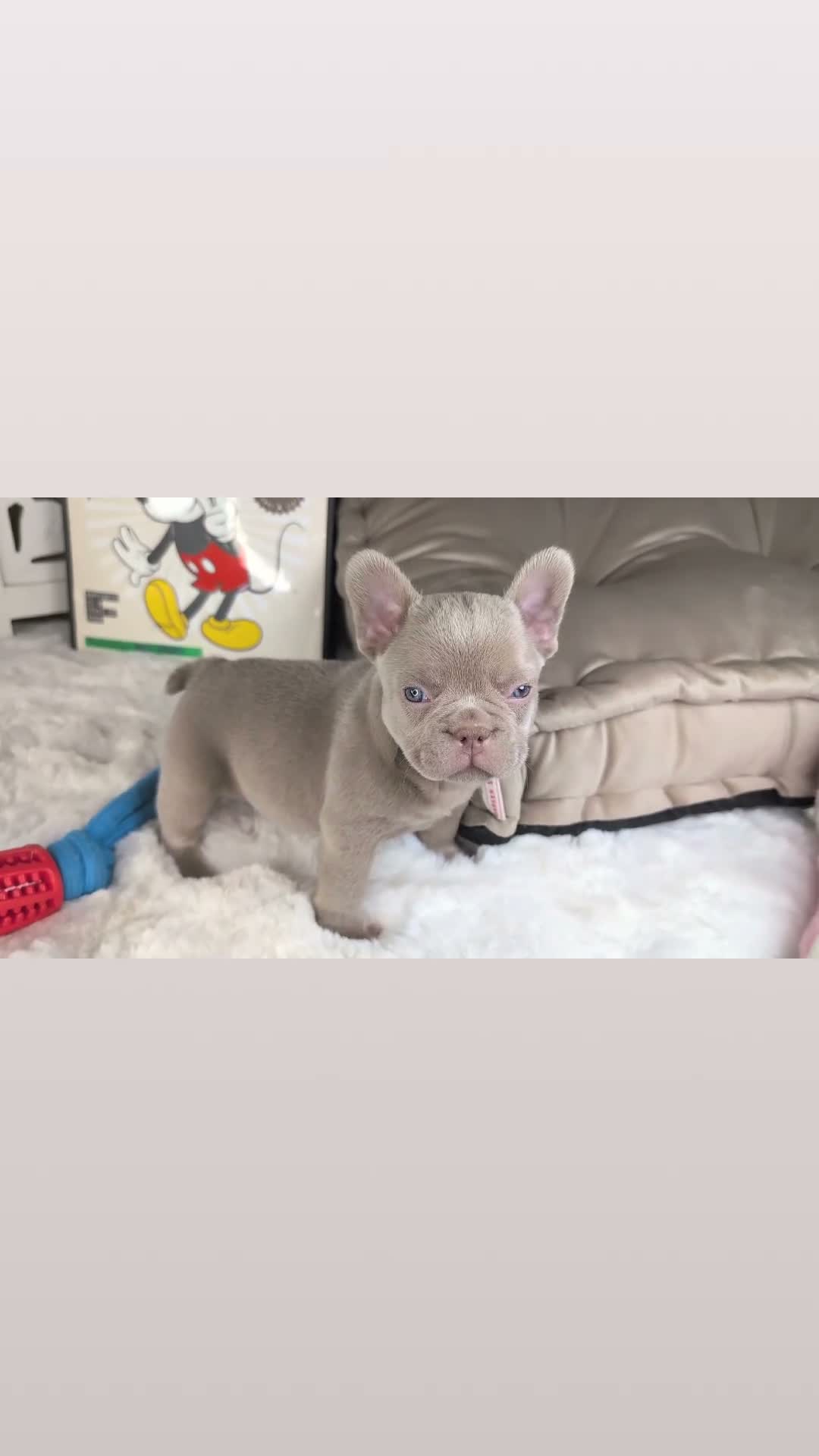 French Bulldog dogs for sale: Bella - Video 2