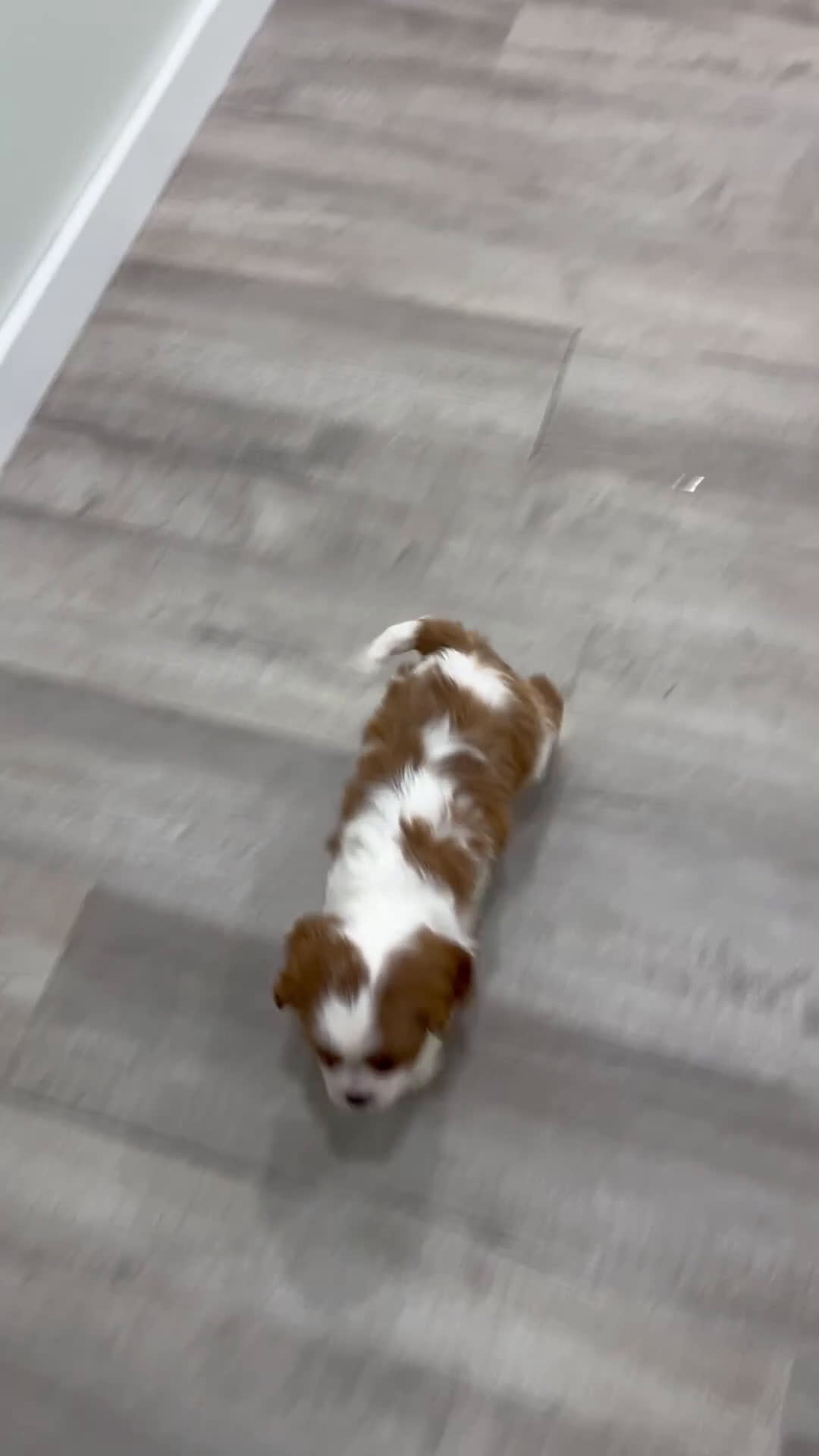 Cavalier King Charles Spaniel dogs for sale: Vinnie - Video 1