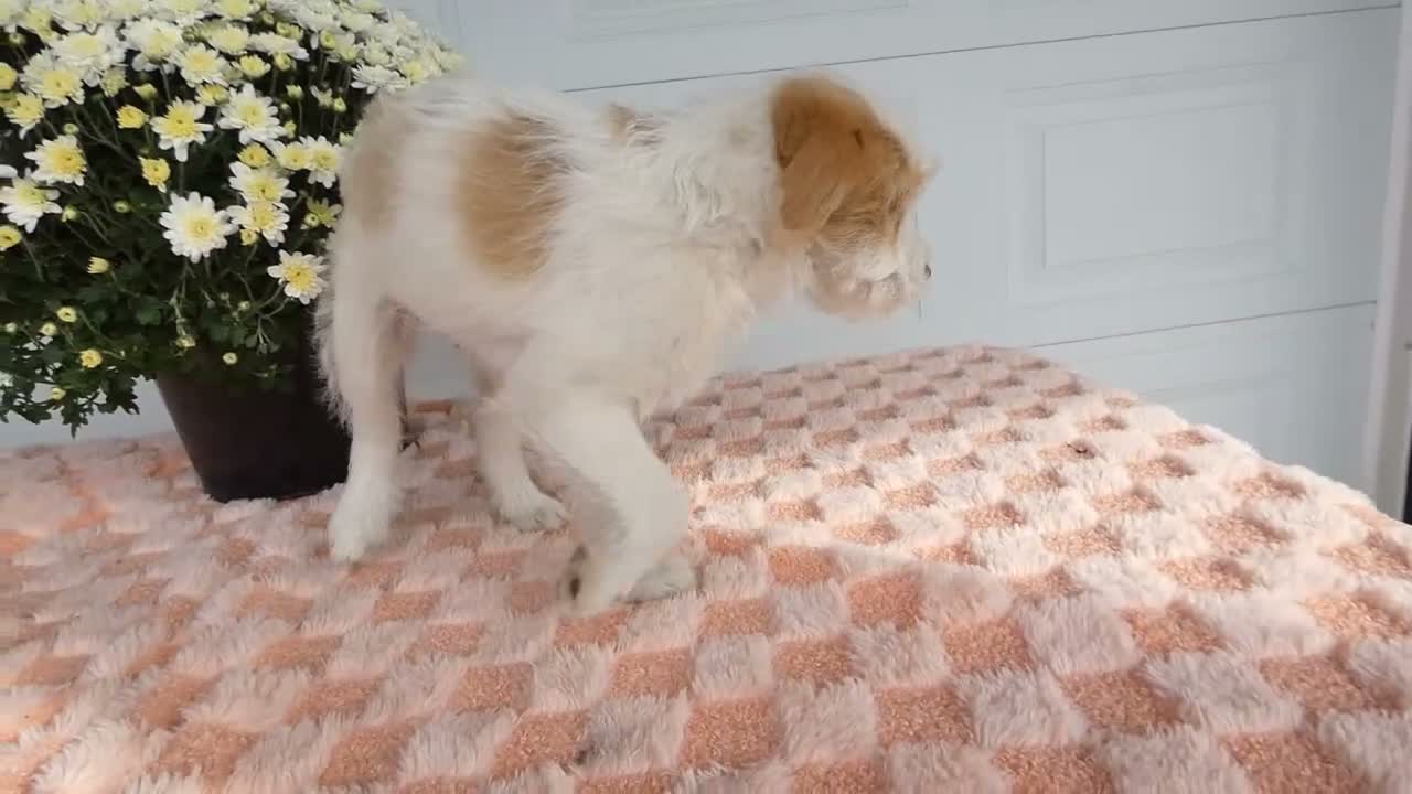 Mixed Breed dogs for sale: Mixed Breed 3 Macy - Video 1