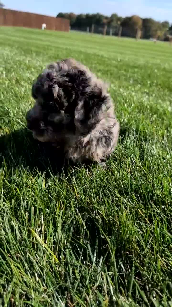 Miniature Poodle dogs for sale: Hunter - Video 1