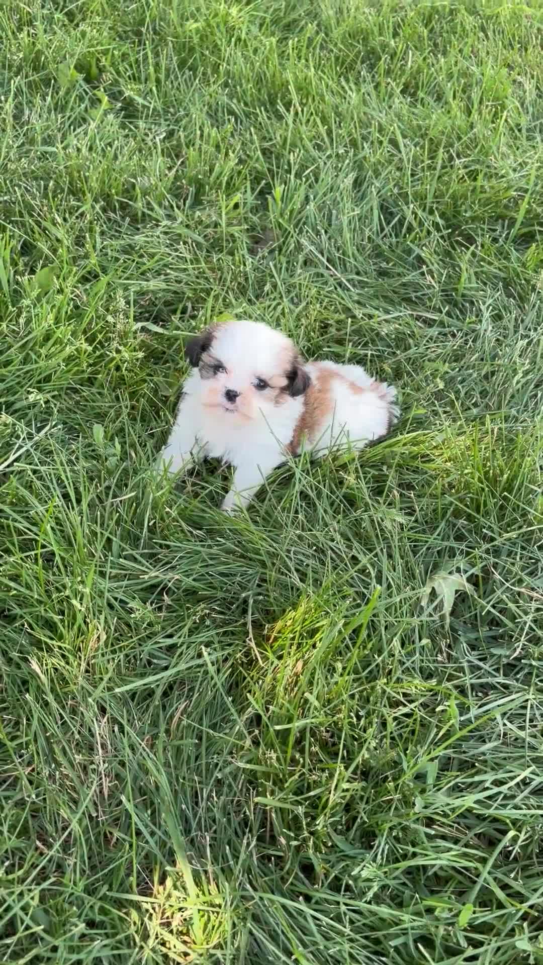 Mixed Breed dogs for sale: Theo - Video 1