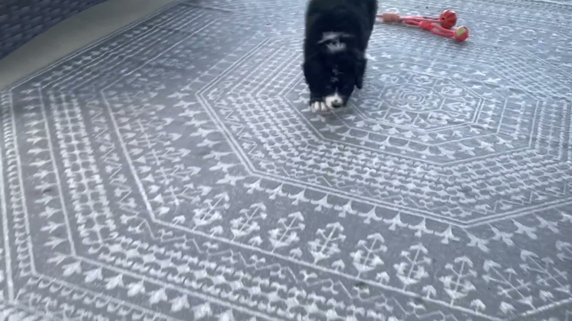 Bernedoodle dogs for sale: Wynonna  - Video 1