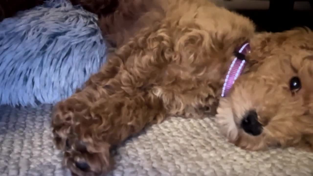 Mixed Breed dogs for sale: Mixed Breed Puppy 1 - Video 2