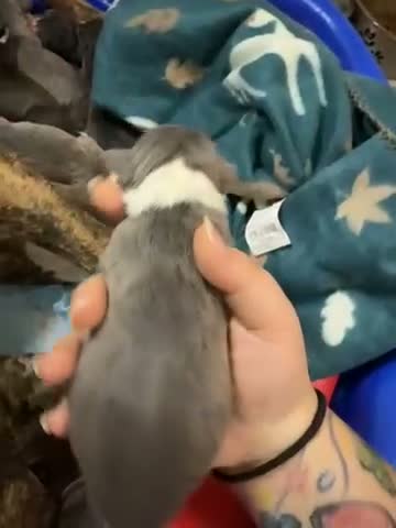 Mixed Breed dogs for sale: Nyx - Video 1
