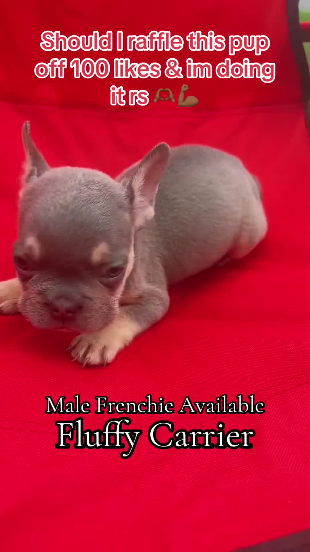 French Bulldog dogs for sale: French Bulldog 1 - Video 1