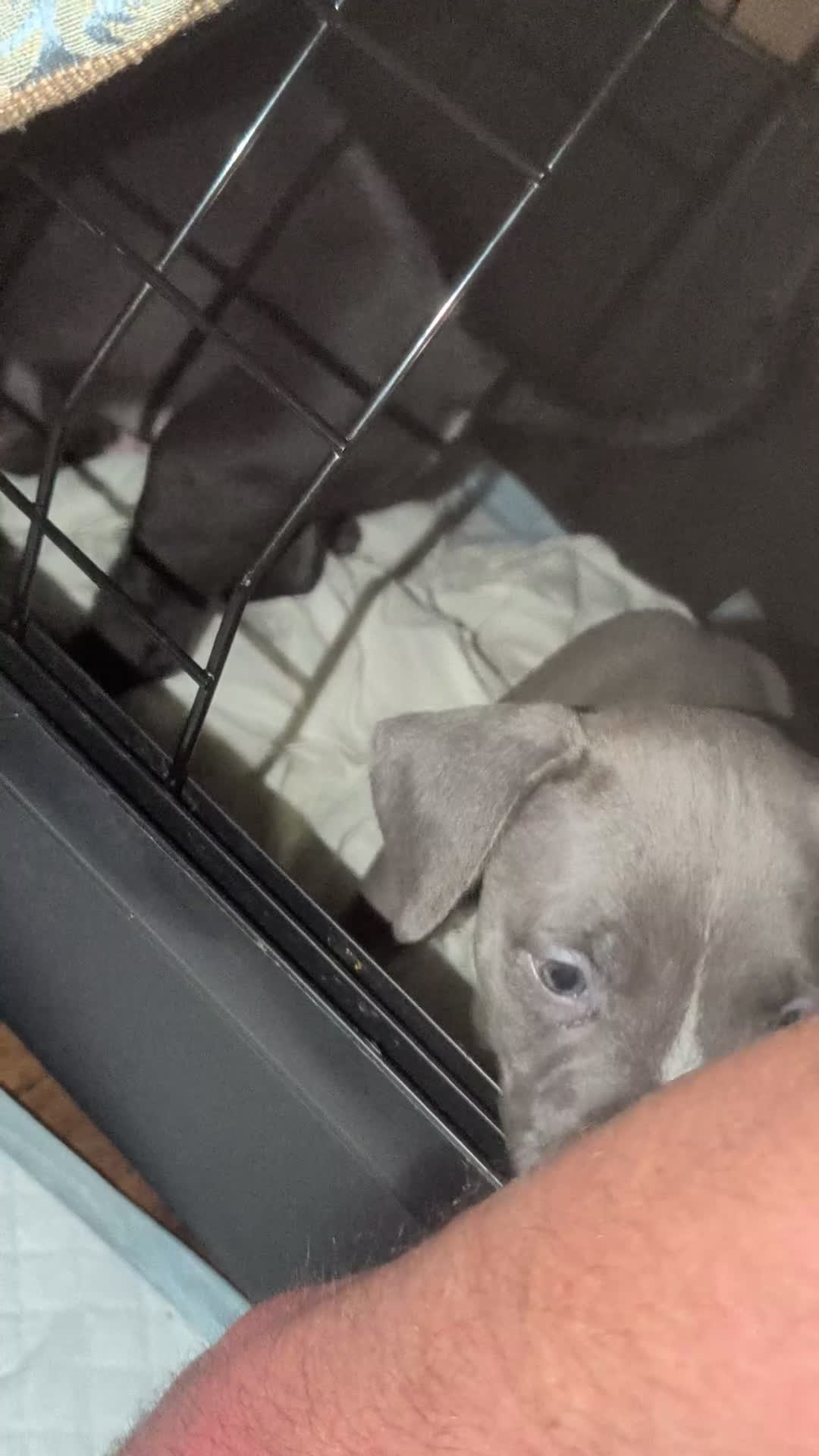 American Pit Bull Terrier dogs for sale: Bandit - Video 5