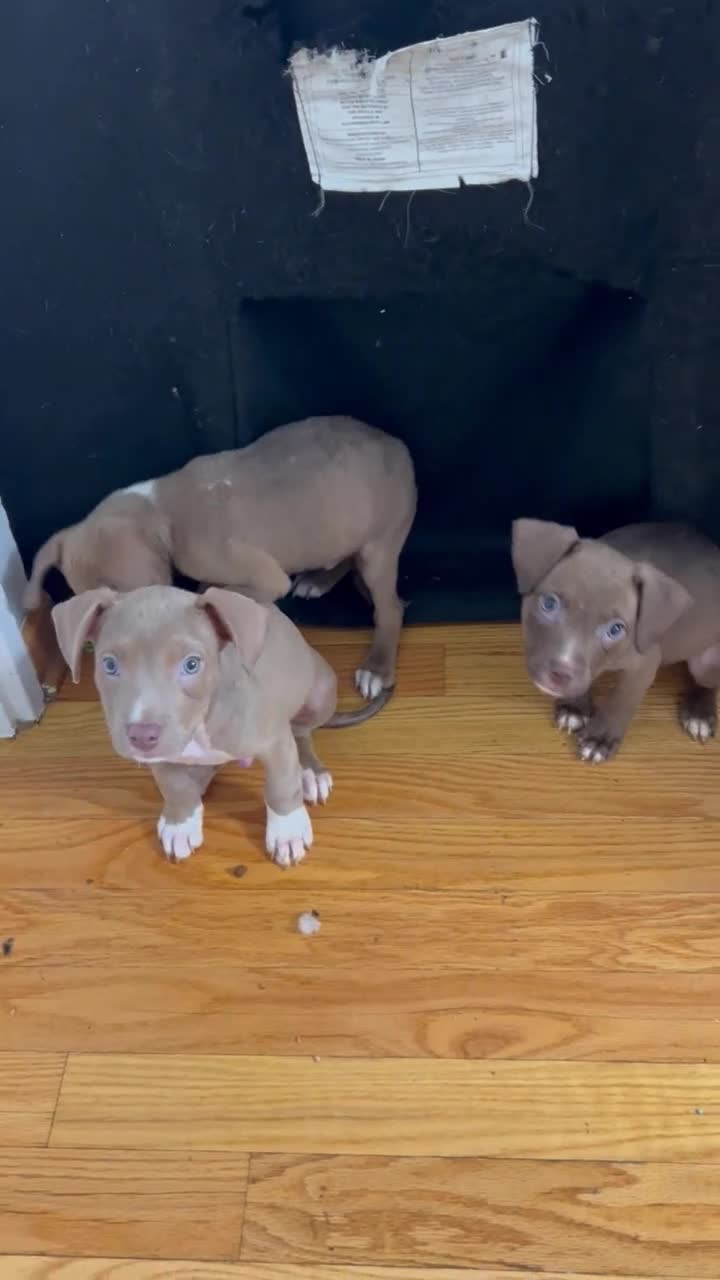 American Pit Bull Terrier dogs for sale: American Pit Bull Terrier 1 - Video 1