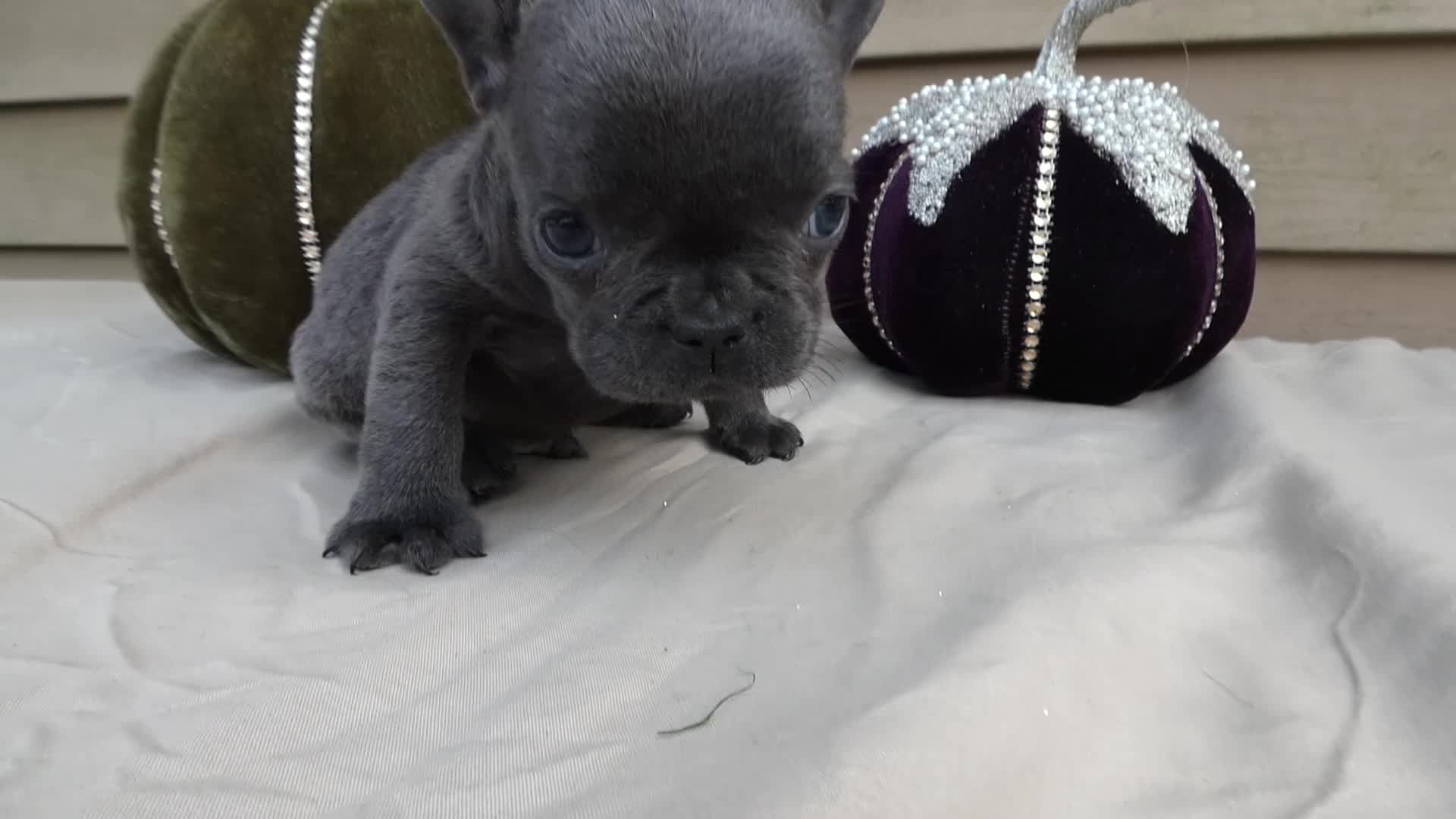 French Bulldog dogs for sale: French Bulldog 4 Prince - Video 1
