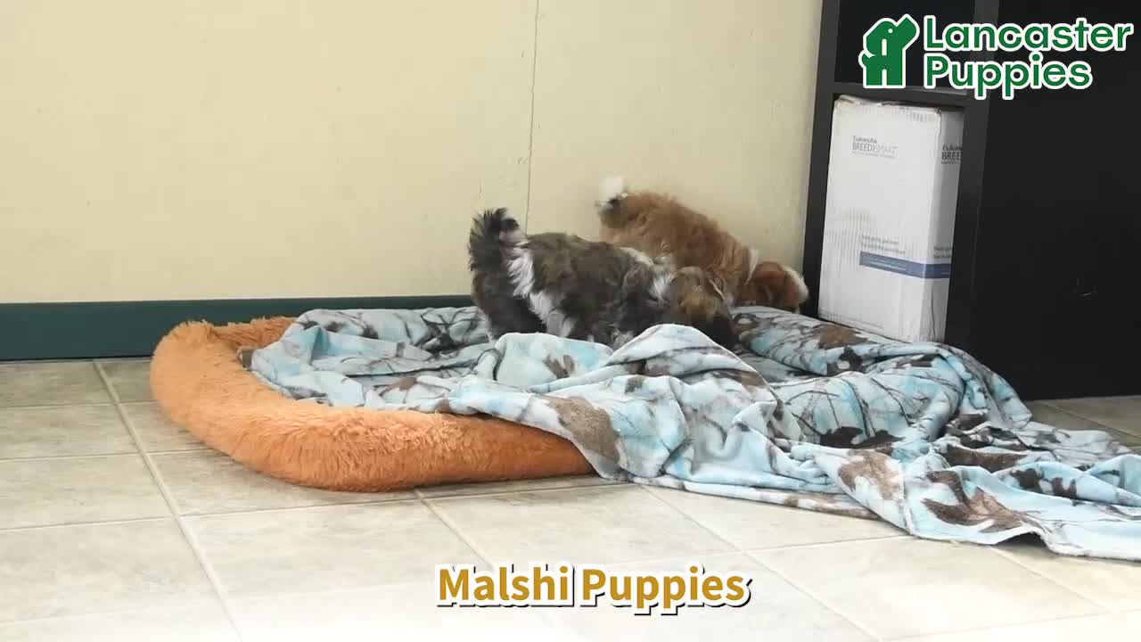 Malshi dogs for sale: Eeyore - Video 1