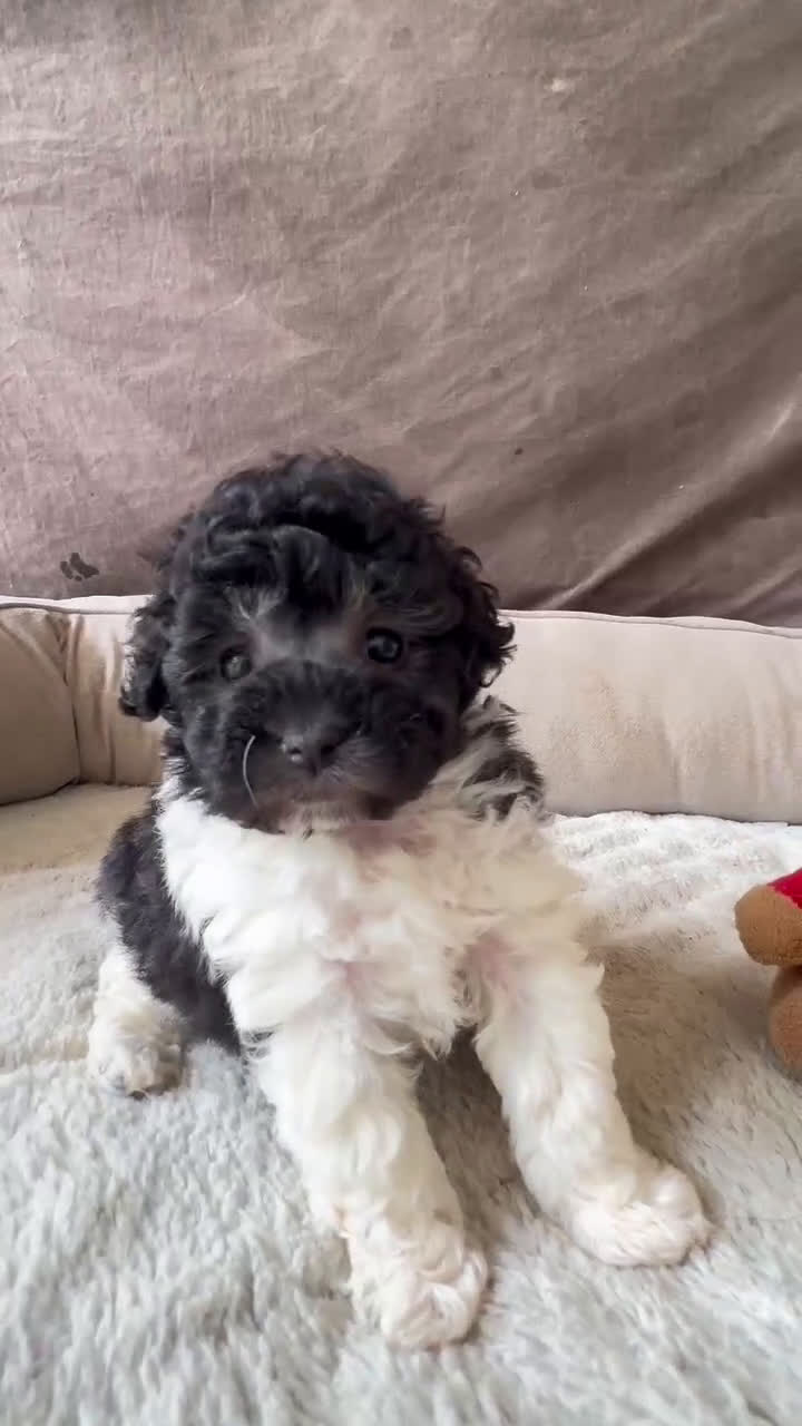 Toy Poodle dogs for sale: Toy Poodle Puppy 2 - Video 1