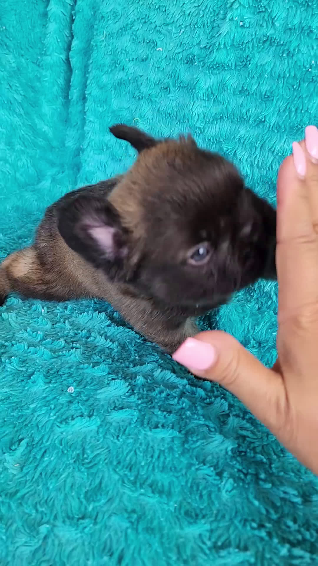 French Bulldog dogs for sale: Chocolate Bear - Video 1