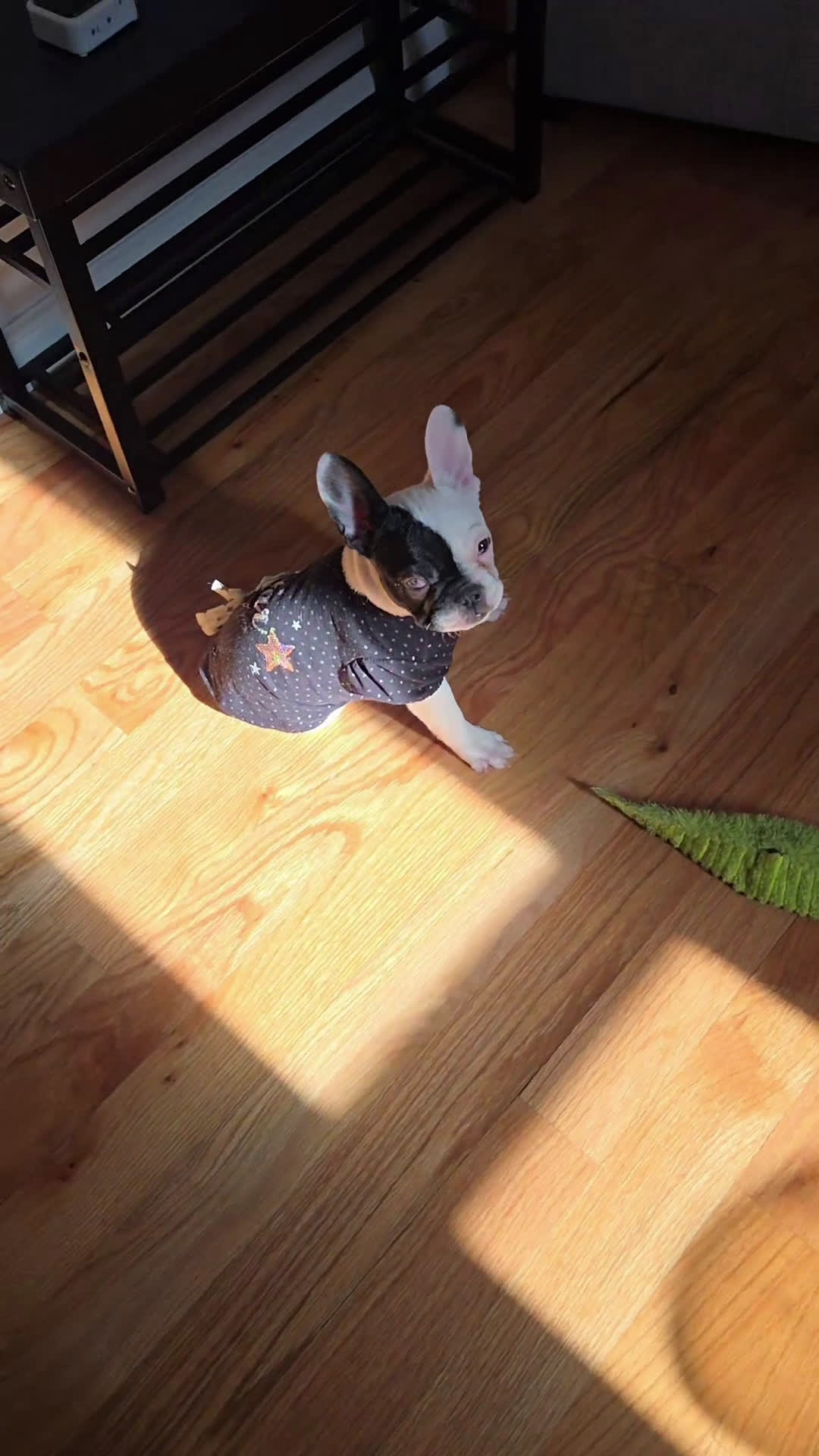 French Bulldog dogs for sale: Cruella French bulldog  - Video 1