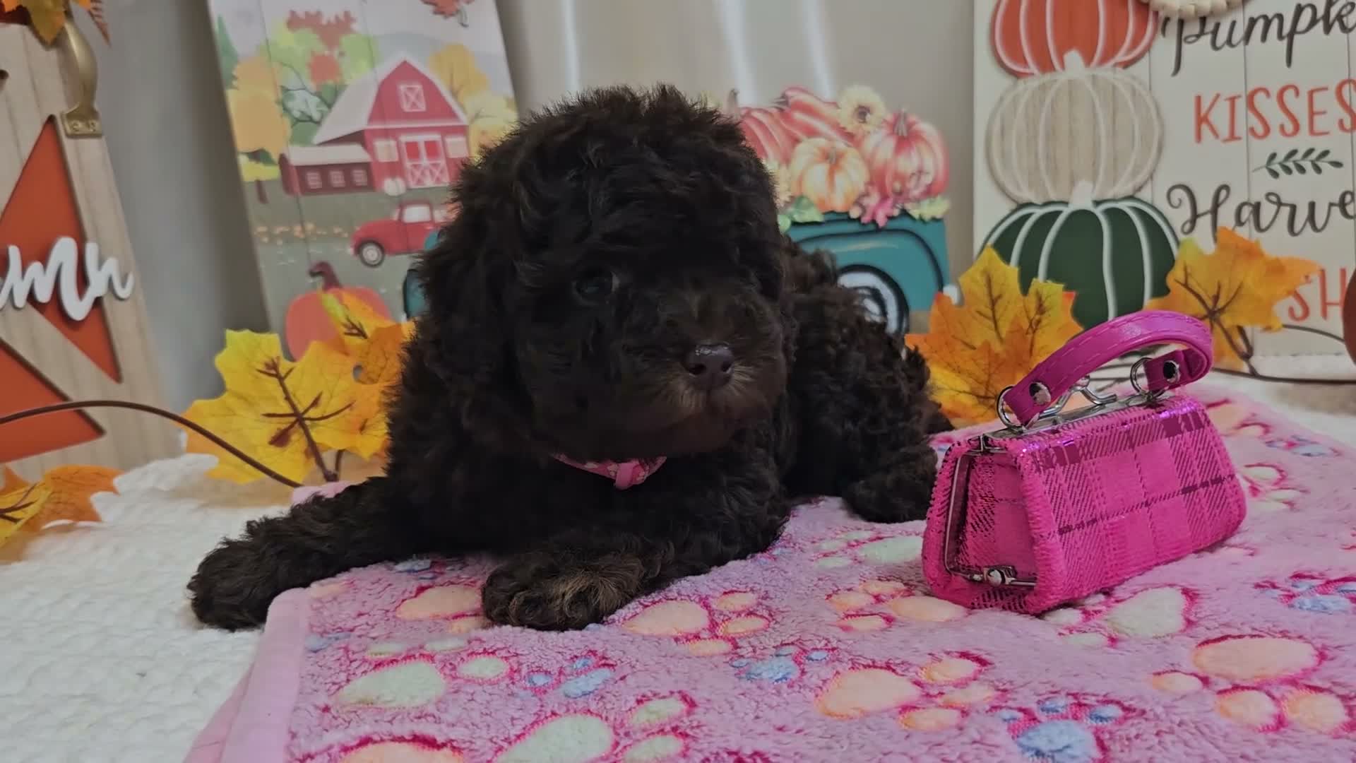 Miniature Poodle dogs for sale: Avalene Joy - Video 1