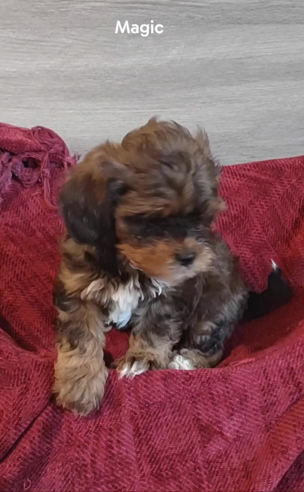 Shihpoo dogs for sale: Shihpoo Puppy 1 Magic  - Video 1